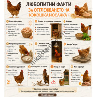 Любопитни Факти за Отглеждането на Кокошки Носачки Любопитни Факти за Отглеждането на Кокошки Носачки